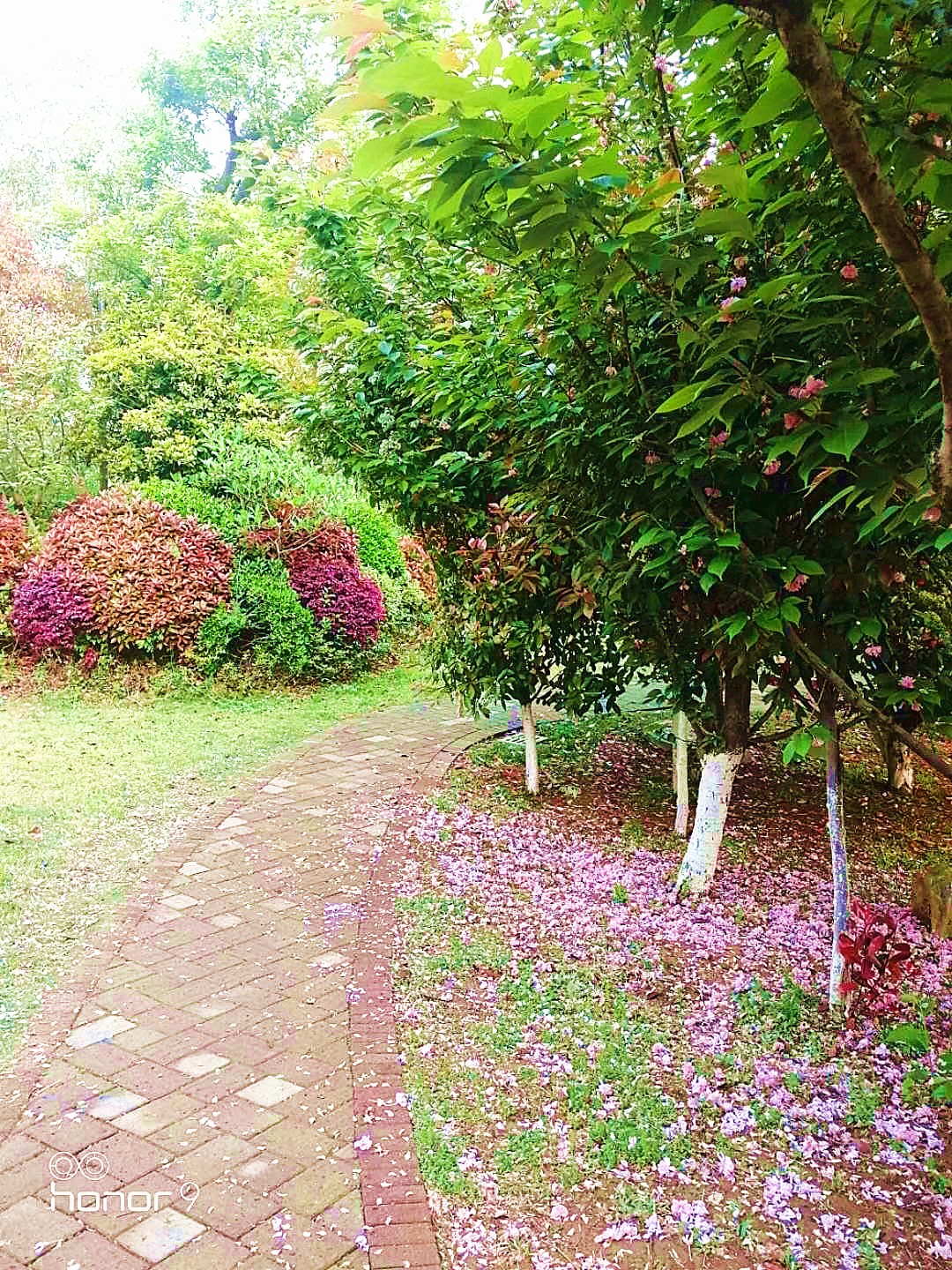 落花1_副本.jpg