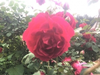 [摄影] 热情奔放的红玫瑰（姚文长）