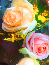 [摄影] 漂亮的玫瑰花（姚文长）
